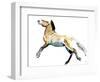 Free (Przewalski),2012-Mark Adlington-Framed Giclee Print