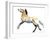 Free (Przewalski),2012-Mark Adlington-Framed Giclee Print