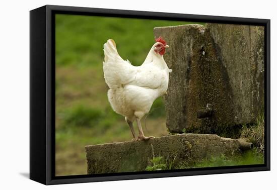 Free Range Chicken-null-Framed Stretched Canvas