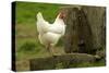 Free Range Chicken-null-Stretched Canvas