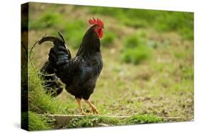 Free Range Chicken-null-Stretched Canvas