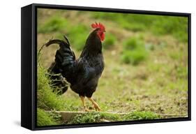 Free Range Chicken-null-Framed Stretched Canvas