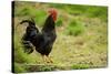 Free Range Chicken-null-Stretched Canvas