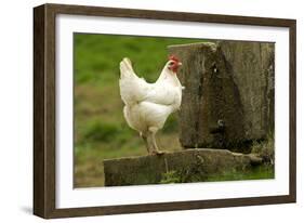 Free Range Chicken-null-Framed Photographic Print