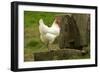 Free Range Chicken-null-Framed Photographic Print