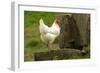 Free Range Chicken-null-Framed Photographic Print