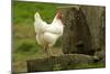 Free Range Chicken-null-Mounted Photographic Print