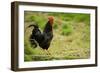 Free Range Chicken-null-Framed Photographic Print