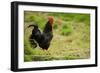 Free Range Chicken-null-Framed Photographic Print