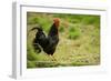 Free Range Chicken-null-Framed Photographic Print