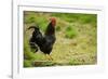 Free Range Chicken-null-Framed Photographic Print