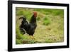 Free Range Chicken-null-Framed Photographic Print