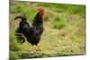 Free Range Chicken-null-Mounted Photographic Print