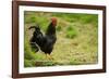 Free Range Chicken-null-Framed Photographic Print