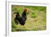 Free Range Chicken-null-Framed Photographic Print