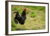 Free Range Chicken-null-Framed Photographic Print