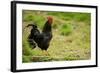 Free Range Chicken-null-Framed Photographic Print