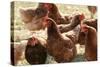 Free Range Chickens, Group of Brown Hens-Anthony Harrison-Stretched Canvas