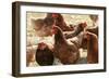 Free Range Chickens, Group of Brown Hens-Anthony Harrison-Framed Photographic Print