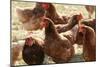 Free Range Chickens, Group of Brown Hens-Anthony Harrison-Mounted Photographic Print