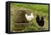 Free Range Chickens-null-Framed Stretched Canvas