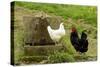 Free Range Chickens-null-Stretched Canvas