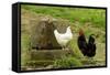 Free Range Chickens-null-Framed Stretched Canvas