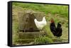 Free Range Chickens-null-Framed Stretched Canvas