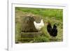 Free Range Chickens-null-Framed Photographic Print