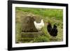 Free Range Chickens-null-Framed Photographic Print