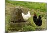 Free Range Chickens-null-Mounted Photographic Print