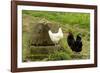 Free Range Chickens-null-Framed Photographic Print