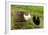 Free Range Chickens-null-Framed Photographic Print