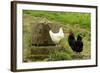 Free Range Chickens-null-Framed Photographic Print