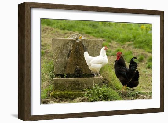 Free Range Chickens-null-Framed Photographic Print