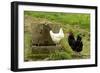 Free Range Chickens-null-Framed Photographic Print