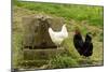 Free Range Chickens-null-Mounted Photographic Print