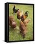 Free-Range Hens in a Field-null-Framed Stretched Canvas