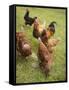 Free-Range Hens in a Field-null-Framed Stretched Canvas