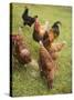 Free-Range Hens in a Field-null-Stretched Canvas
