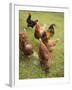 Free-Range Hens in a Field-null-Framed Photographic Print