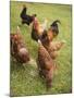 Free-Range Hens in a Field-null-Mounted Photographic Print