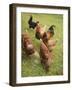 Free-Range Hens in a Field-null-Framed Photographic Print