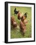 Free-Range Hens in a Field-null-Framed Photographic Print