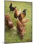 Free-Range Hens in a Field-null-Mounted Photographic Print