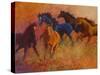 Free Range Horses-Marion Rose-Stretched Canvas