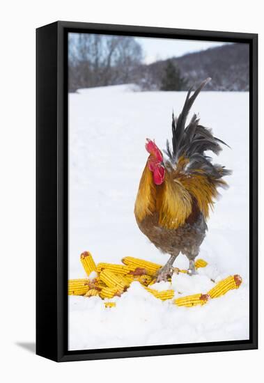 Free-Range Maran (Blue Copper Color) Rooster in Snowy Field with Corn Cobs, Higganum-Lynn M^ Stone-Framed Stretched Canvas