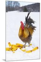 Free-Range Maran (Blue Copper Color) Rooster in Snowy Field with Corn Cobs, Higganum-Lynn M^ Stone-Mounted Premium Photographic Print