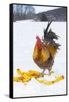 Free-Range Maran (Blue Copper Color) Rooster in Snowy Field with Corn Cobs, Higganum-Lynn M^ Stone-Framed Stretched Canvas