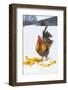 Free-Range Maran (Blue Copper Color) Rooster in Snowy Field with Corn Cobs, Higganum-Lynn M^ Stone-Framed Photographic Print